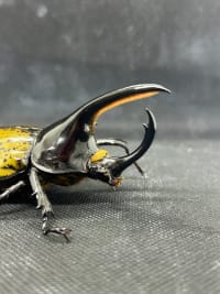 【珍品･90UP】モロンシロカブト（モロンオオカブト） 90UPペア │飼育セット付き(Dynastes hyllus moroni) 2