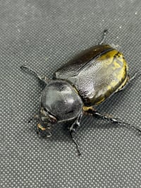 【珍品･90UP】モロンシロカブト（モロンオオカブト） 90UPペア │飼育セット付き(Dynastes hyllus moroni) 3
