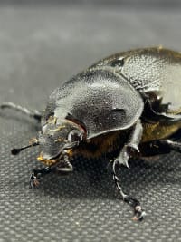 【珍品･90UP】モロンシロカブト（モロンオオカブト） 90UPペア │飼育セット付き(Dynastes hyllus moroni) 4