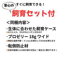【珍品･90UP】モロンシロカブト（モロンオオカブト） 90UPペア │飼育セット付き(Dynastes hyllus moroni) 5