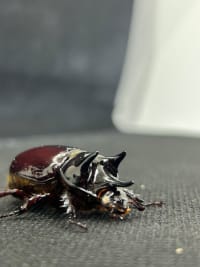 【ホワイトアイ･セール品】スリナムミツノカブト ペア(Strategus surinamensis）│飼育セット付 3