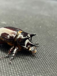 【ホワイトアイ･セール品】スリナムミツノカブト ペア(Strategus surinamensis）│飼育セット付 4