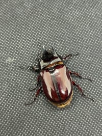 【ホワイトアイ･セール品】スリナムミツノカブト ペア(Strategus surinamensis）│飼育セット付 5