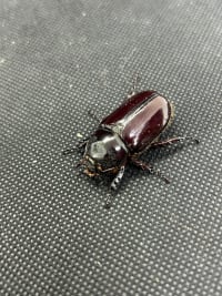 【ホワイトアイ･セール品】スリナムミツノカブト ペア(Strategus surinamensis）│飼育セット付 6