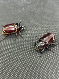 【ホワイトアイ･セール品】スリナムミツノカブト ペア(Strategus surinamensis）│飼育セット付 8
