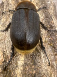 【OAKS血統（T-117）・未後食・未使用】ヘラクレス・ヘラクレス 成虫メス 65mm｜グアドループ産(Hercules beetle) 2