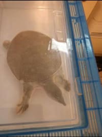 スッポン(Pelodiscus sinensis) 1