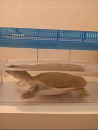 スッポン(Pelodiscus sinensis) 3