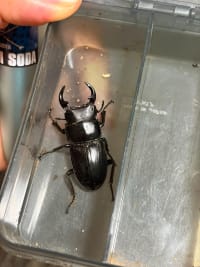 Japanese Giant Stag Beetle / オオクワガタ / Dorcus hopei binodulosus 1