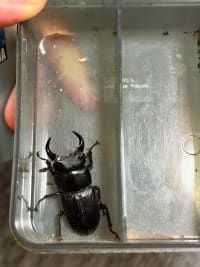Japanese Giant Stag Beetle / オオクワガタ / Dorcus hopei binodulosus 2