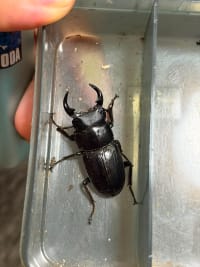 Japanese Giant Stag Beetle / オオクワガタ / Dorcus hopei binodulosus 3