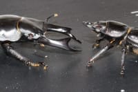 スーパーハーフアイペア(Dorcus hopei binodulosus) 1