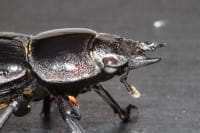 スーパーハーフアイペア(Dorcus hopei binodulosus) 3