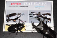 スーパーハーフアイペア(Dorcus hopei binodulosus) 4