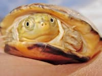 クリイロハコヨコクビガメ / African Mud Turtles / West African Mud Turtle / Swamp Terrapin (Pelusios castaneus)  (3点セット / Set of 3) 1