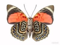 ペルー産ルーゲンスミイロタテハ / Agrias Claudina / Agrias claudina lugens / Claudina Agrias Butterfly (1 Dried Specimen) 1