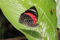 ペルー産ルーゲンスミイロタテハ / Agrias Claudina / Agrias claudina lugens / Claudina Agrias Butterfly (1 Dried Specimen) 2
