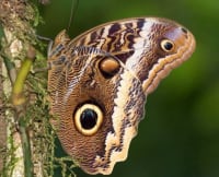 Teucer Owl Butterfly / テウケルフクロウチョウ / Caligo teucer (1 Dried Specimen) 2