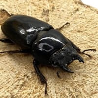 スマトラオオヒラタ(Kumbang rusa Sumatera / Dorcus titanus ） 2
