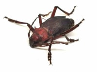 Longhorn Beetle / カミキリムシ / Apterocaulus heterogama germaini 1