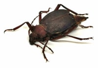 Longhorn Beetle / カミキリムシ / Apterocaulus heterogama germaini 2