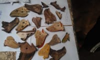 100 pc / Cameroon Saturniidae Moth Specimens  1