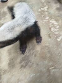 ラーテル / Honey Badger / Ratel (Mellivora capensis) 2