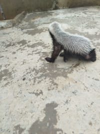 ラーテル / Honey Badger / Ratel (Mellivora capensis) 3