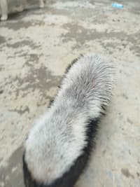 ラーテル / Honey Badger / Ratel (Mellivora capensis) 4