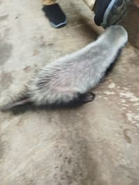 ラーテル / Honey Badger / Ratel (Mellivora capensis) 5