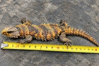 アルマジロトカゲ / Armadillo Girdled Lizard / Armadillo Lizard (Ouroborus cataphractus) 1