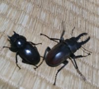ドエスブルグノコギリクワガタ/Prosopocoilus doesburgi(ペア/Pair) 3