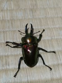 ニジイロクワガタ / Rainbow Stag Beetle (Phalacrognathus muelleri) 1