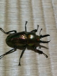 ニジイロクワガタ / Rainbow Stag Beetle (Phalacrognathus muelleri) 3