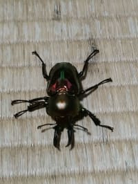 ニジイロクワガタ / Rainbow Stag Beetle (Phalacrognathus muelleri) 4