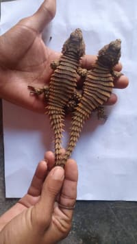 アルマジロトカゲ / Armadillo Girdled Lizard / Armadillo Lizard (Ouroborus cataphractus) 7