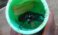 カメルーン産レギウスオオツヤクワガタ / Cameroon Regius Stag Beetle (Mesotopus regius)(ペア) 2