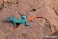 ケープフラットリザード / Cape Flat Lizard / Namaqua Flat Lizard（Platysaurus capensis） 2