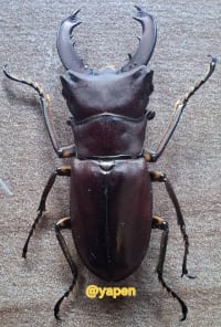 パプア・インドネシア産甲虫標本 10個セレクション｜10-Piece Papua & Indonesian Beetle Specimen Selection 2