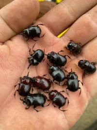 20-Piece Vietnamese Insect Specimen Selection 2