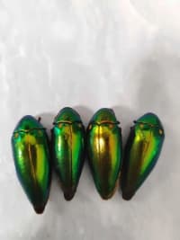 20-Piece Vietnamese Insect Specimen Selection 3
