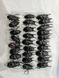 20-Piece Vietnamese Insect Specimen Selection 4