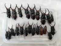 20-Piece Vietnamese Insect Specimen Selection 5