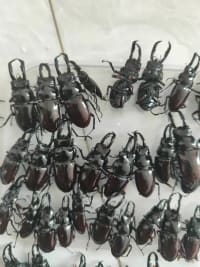20-Piece Vietnamese Insect Specimen Selection 6