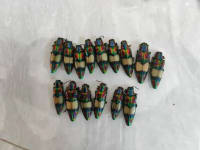 20-Piece Vietnamese Insect Specimen Selection 7