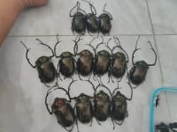 20-Piece Vietnamese Insect Specimen Selection 8