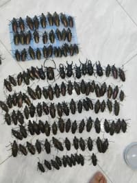 20-Piece Vietnamese Insect Specimen Selection 9