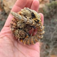 アルマジロトカゲ / Armadillo Girdled Lizard / Armadillo Lizard (Ouroborus cataphractus) 2