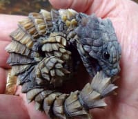 アルマジロトカゲ / Armadillo Girdled Lizard / Armadillo Lizard (Ouroborus cataphractus) 3