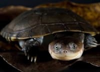 クリイロハコヨコクビガメ / African Mud Turtles / West African Mud Turtle / Swamp Terrapin (Pelusios castaneus)  (3点セット / Set of 3) 2